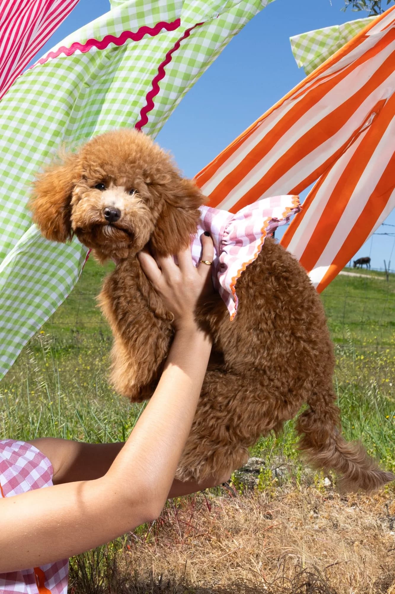 Caniche ao colo da fundadora, com uma túnica em vichy verde e riscas laranja ao fundo